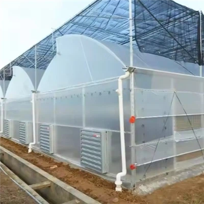 Tómatgöng gróðurhús